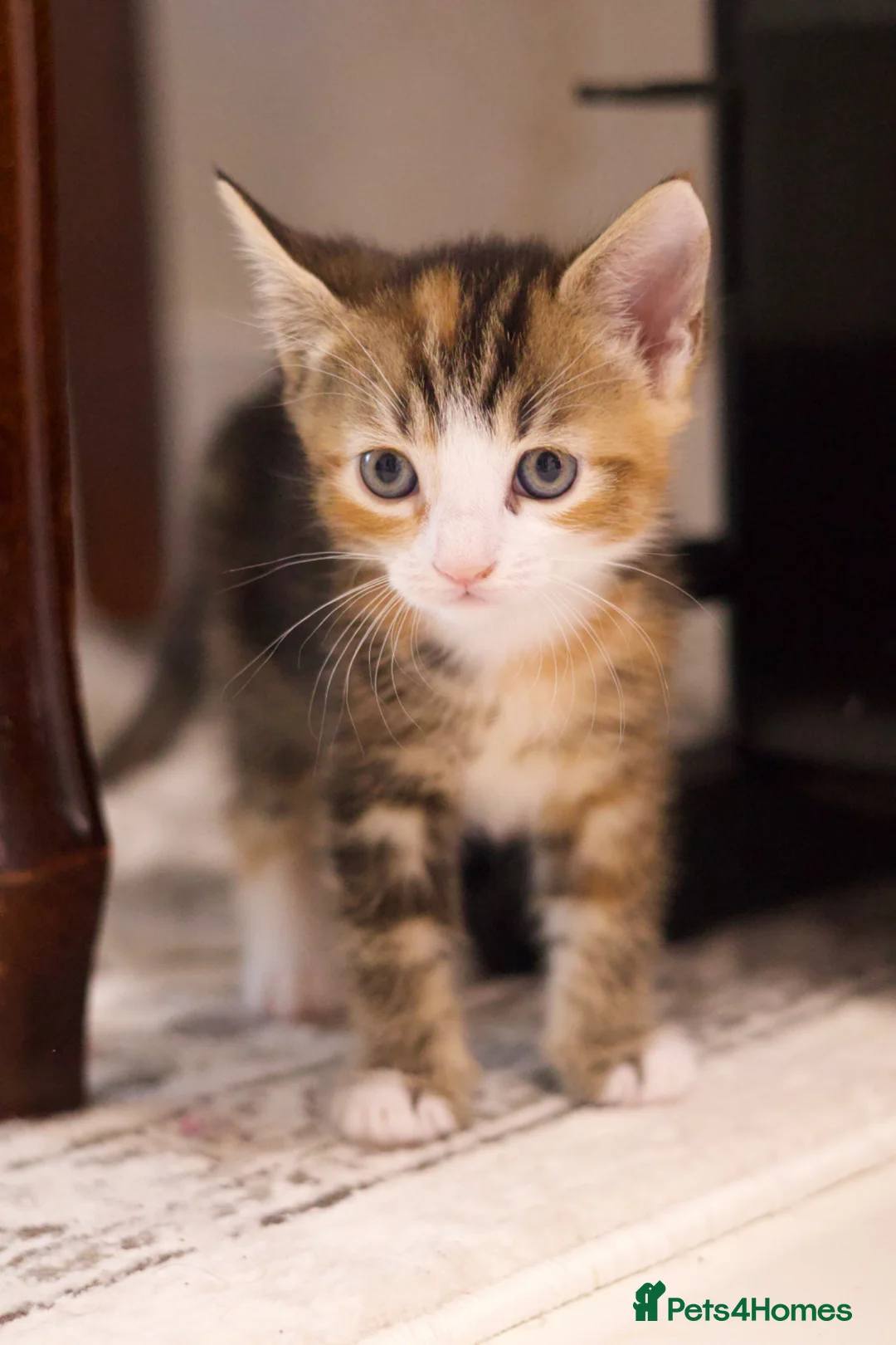 Mixed Breed cats for sale: Kitten for sale - Advert 2