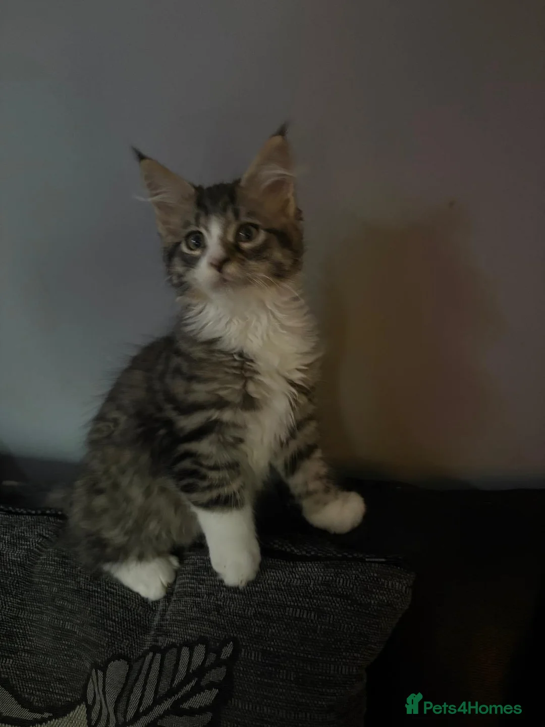 Maine Coon cats for sale: Maine Coon kittens ready to go.  - Advert 9