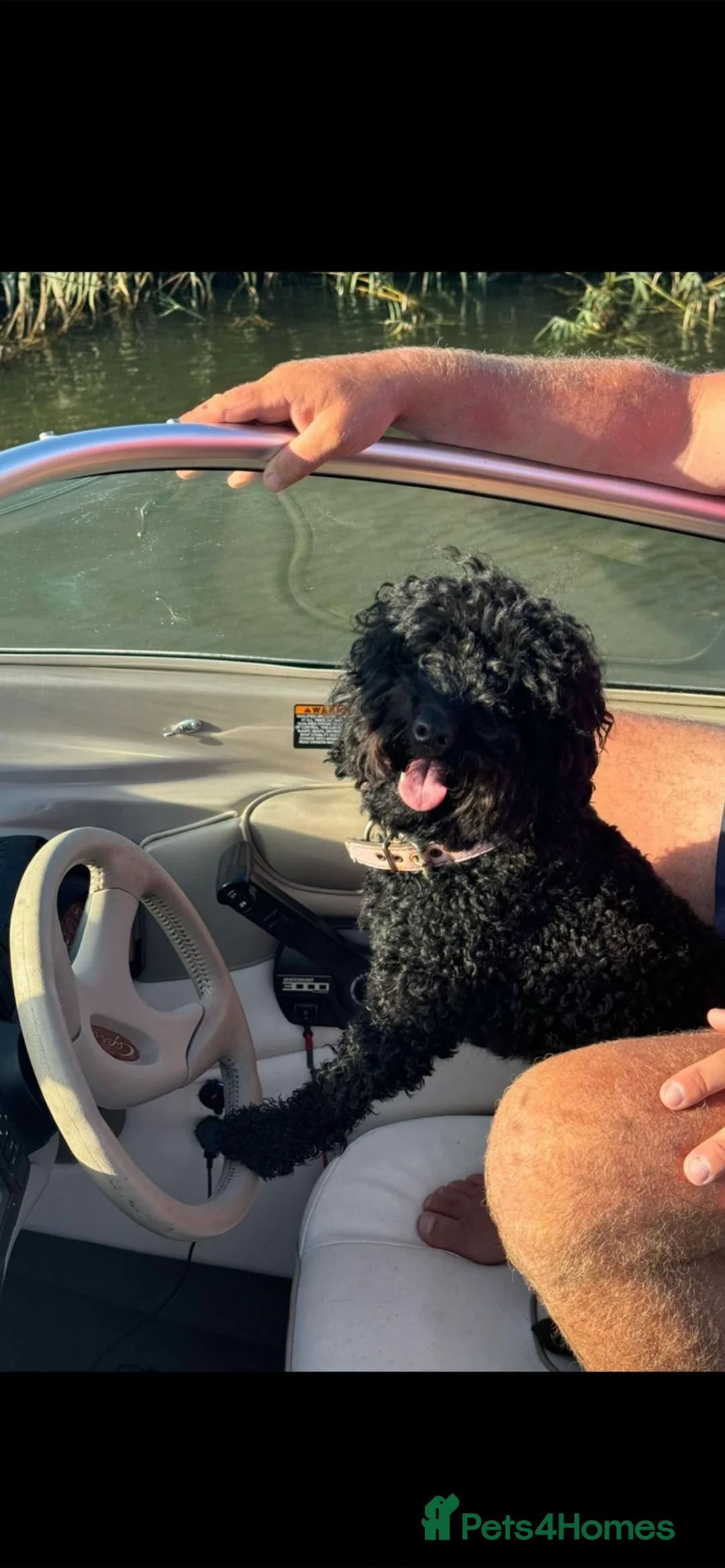 Cockapoo dogs for sale: F1b Cockapoos - Advert 2