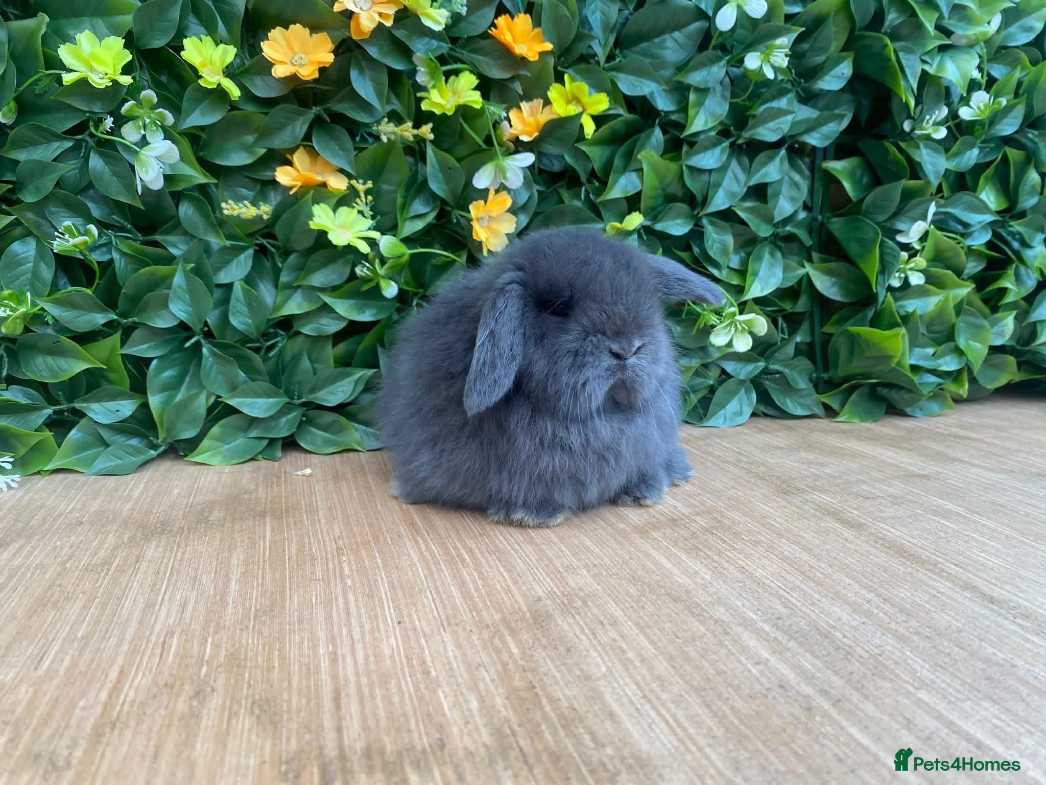 Mini Lop rabbits Mini lops ( Est since 2014 )💙 - Advert 2