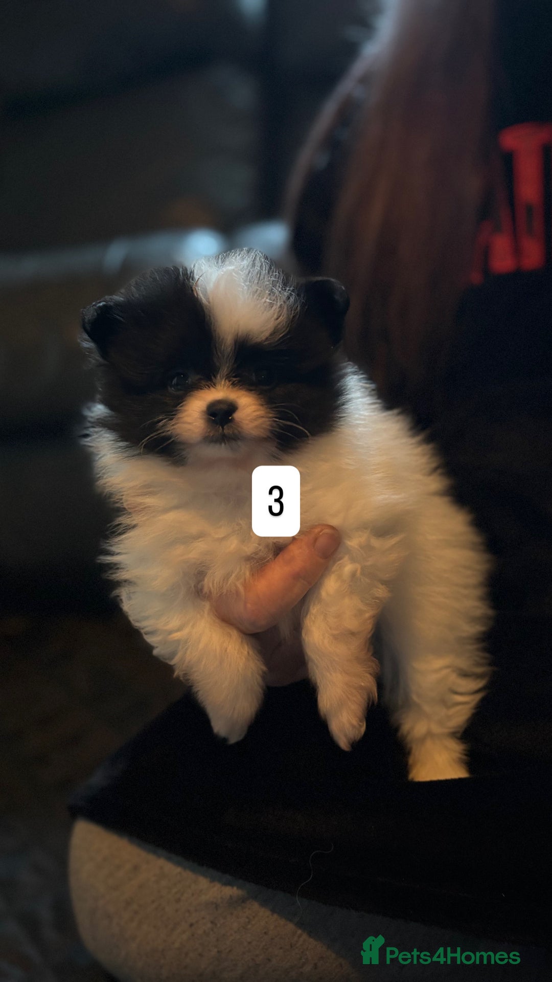 Pomeranian dogs for sale: Pomeranian puppies for sale - Advert 7