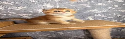 Scottish Fold cats for sale: Adorable Scottish Fold kittens ♥️ - Advert 6