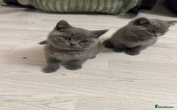 British Shorthair cats for sale: BEAUTIFUL BABY BLUE KITTENS  - Image 11