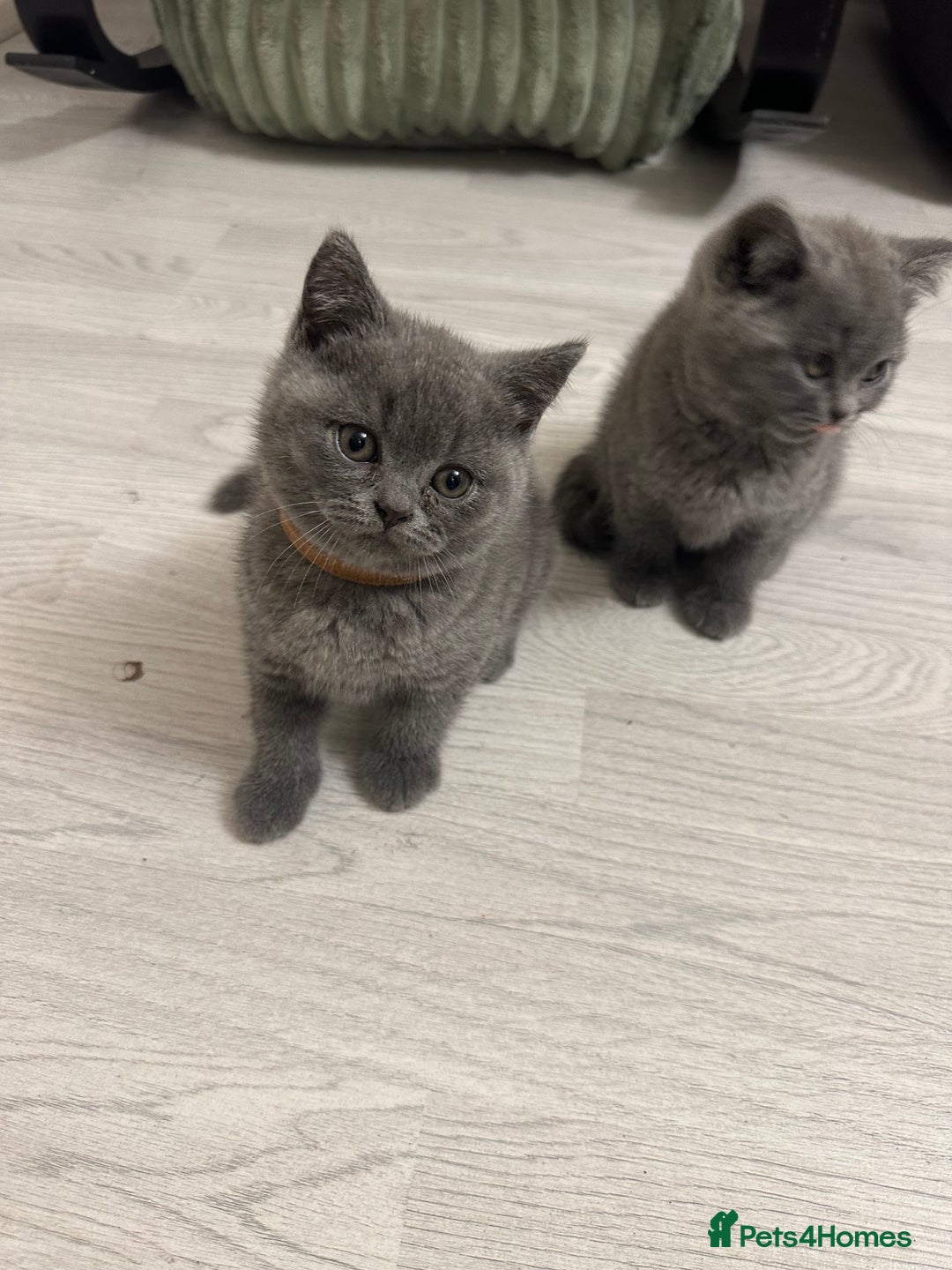 British Shorthair cats for sale: BEAUTIFUL BABY BLUE KITTENS  - Image 11