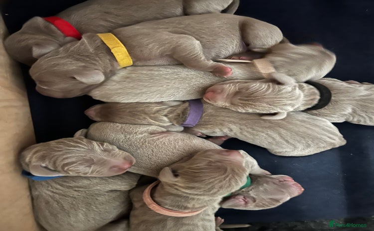Weimaraner dogs - Advert 1