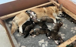 Welsh Corgi Pembroke dogs for sale: Lovely Corgis - Image 7
