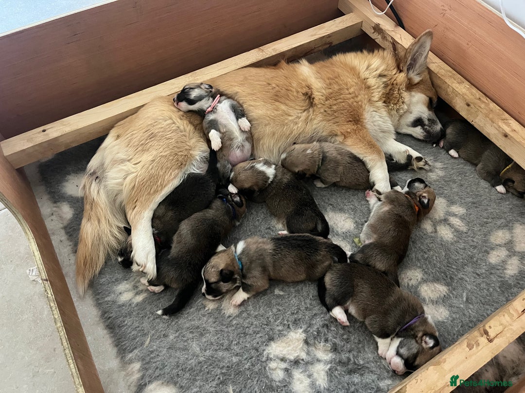 Welsh Corgi Pembroke dogs for sale: Lovely Corgis - Image 7
