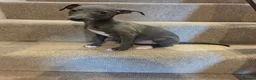 Whippet dogs for sale: 🐾Beautiful Whippet Puppies🐾 - Advert 9