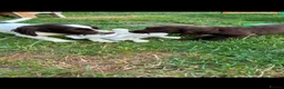 Cocker Spaniel dogs for sale: 5 gorgeous cocker spaniel puppies left - Advert 10