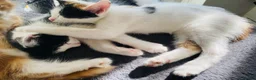 Mixed Breed cats for sale: BEAUTIFUL KITTENS READY FOR THEIR FOREVER HOMES 🐾 - Advert 7
