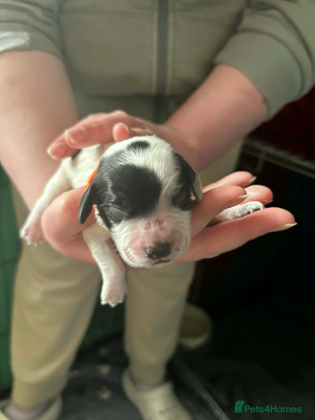 Cocker Spaniel dogs for sale: Working cocker spaniel puppies  - Advert 2