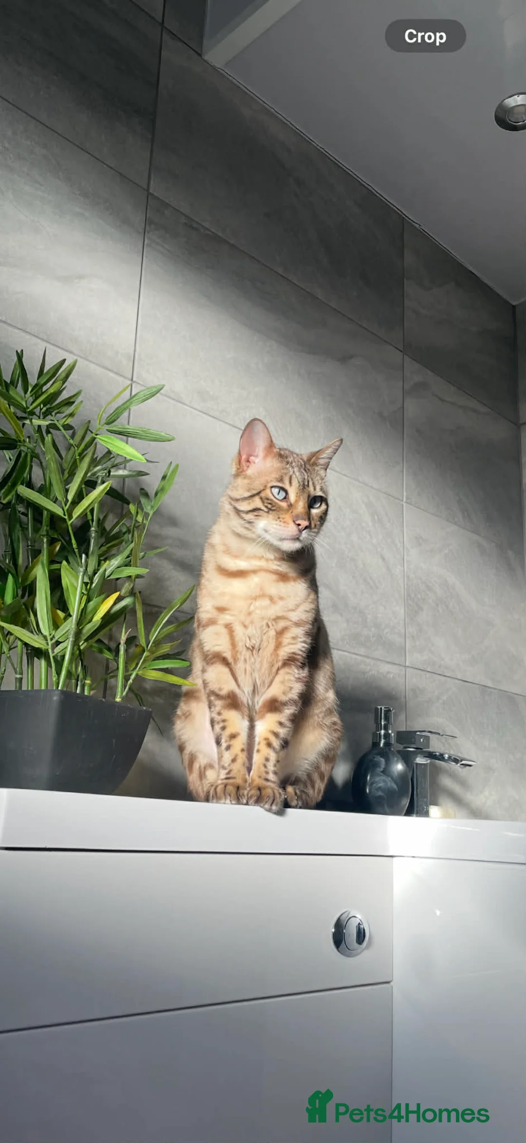 Bengal cats for sale: Loving Bengal cat in search of new home - Advert 1