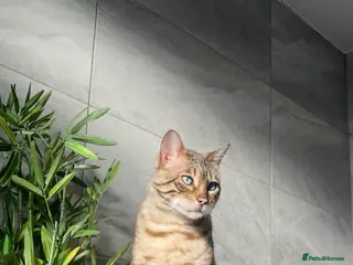 Bengal cats Loving Bengal cat in search of new home - Advert 2