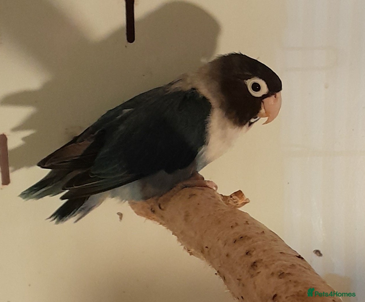 Lovebirds birds Pair of Lovebirds  in Airdrie - Advert 3