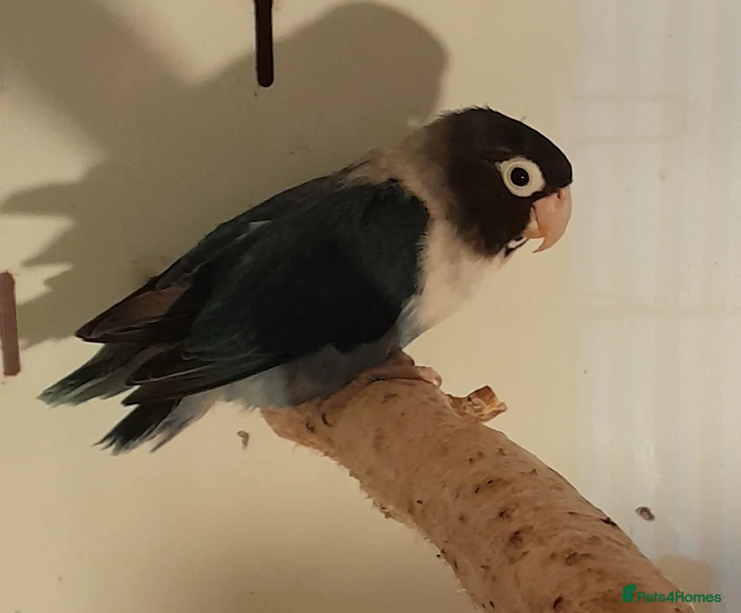 Lovebirds birds for sale: Pair of Lovebirds  in Airdrie - Advert 1