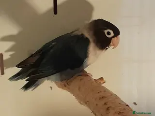 Lovebirds birds Pair of Lovebirds in Airdrie - Advert 1