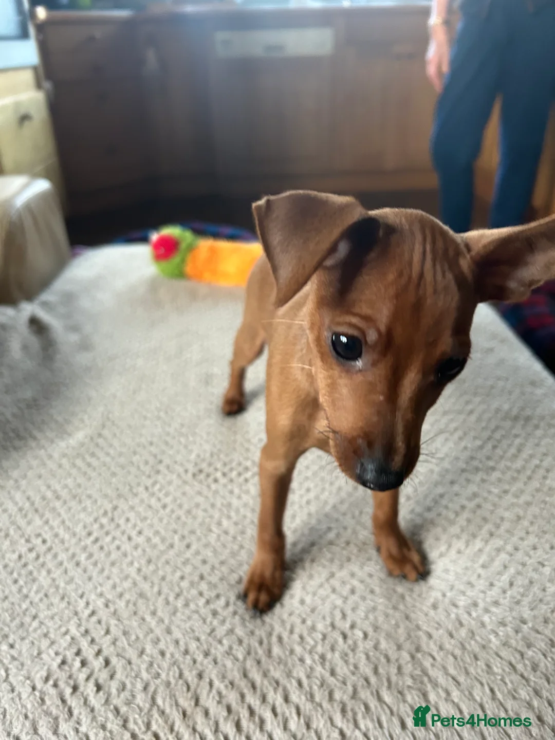 Miniature Pinscher dogs for sale: Stunning KC Miniature Pinscher puppies - Advert 10
