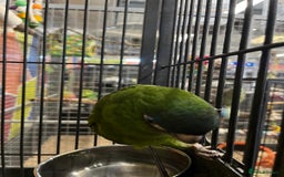 Macaws birds for sale: super tame hand reared Hahns macaw - Image 3