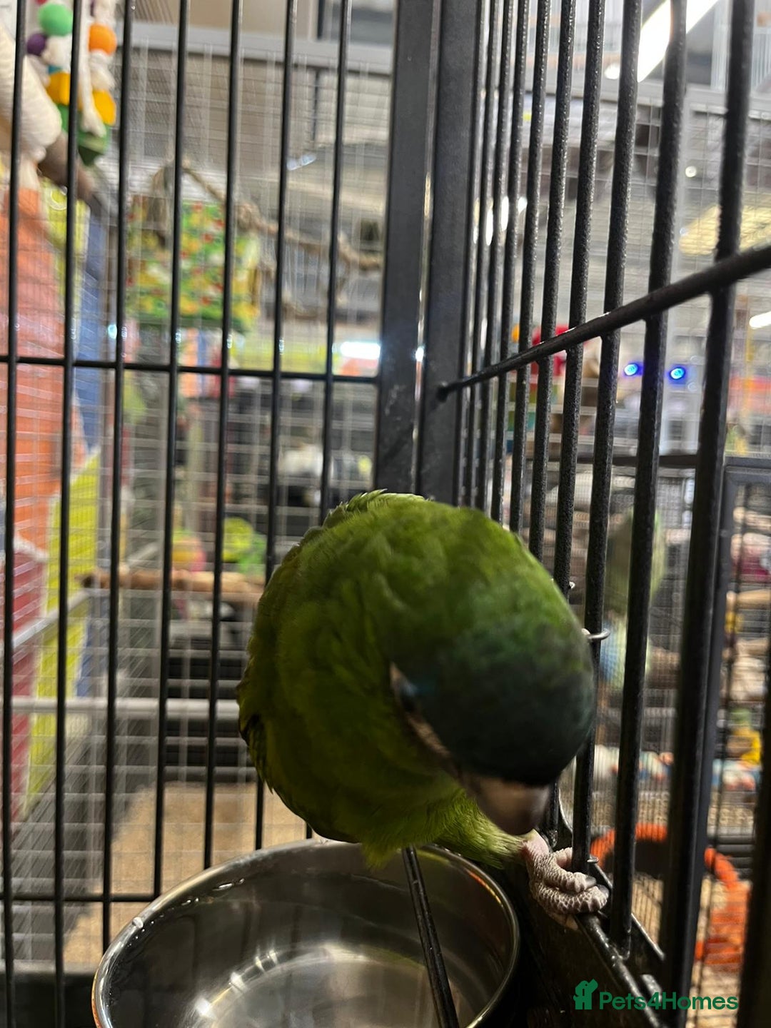 Macaws birds for sale: super tame hand reared Hahns macaw - Image 3