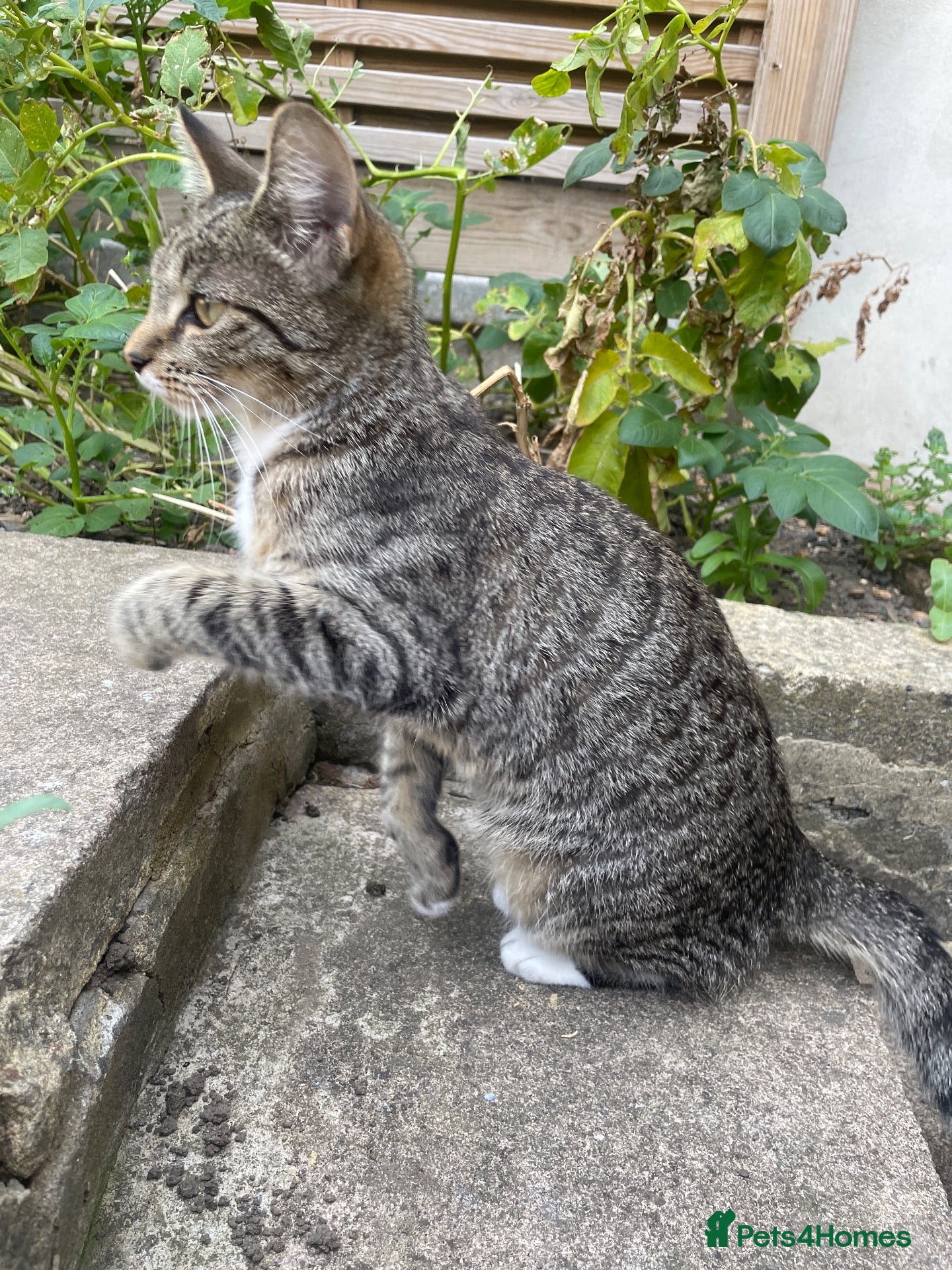 Domestic Shorthair cats Grey/silver tabby kitten - Advert 18