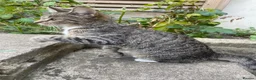 Domestic Shorthair cats for sale: Grey/silver tabby kitten in London - Advert 1