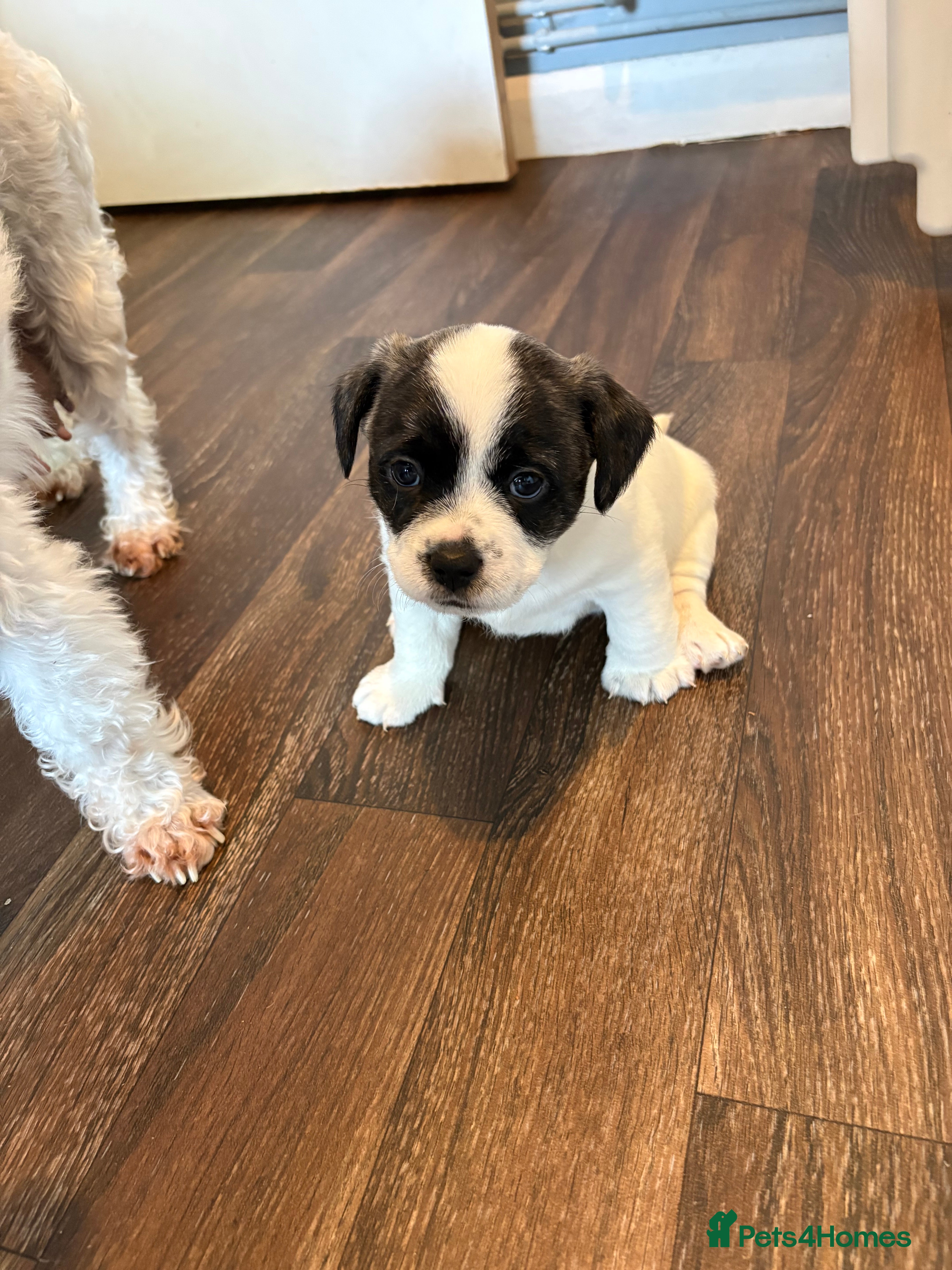 Mixed Breed dogs Pugland Puppies  - Advert 2