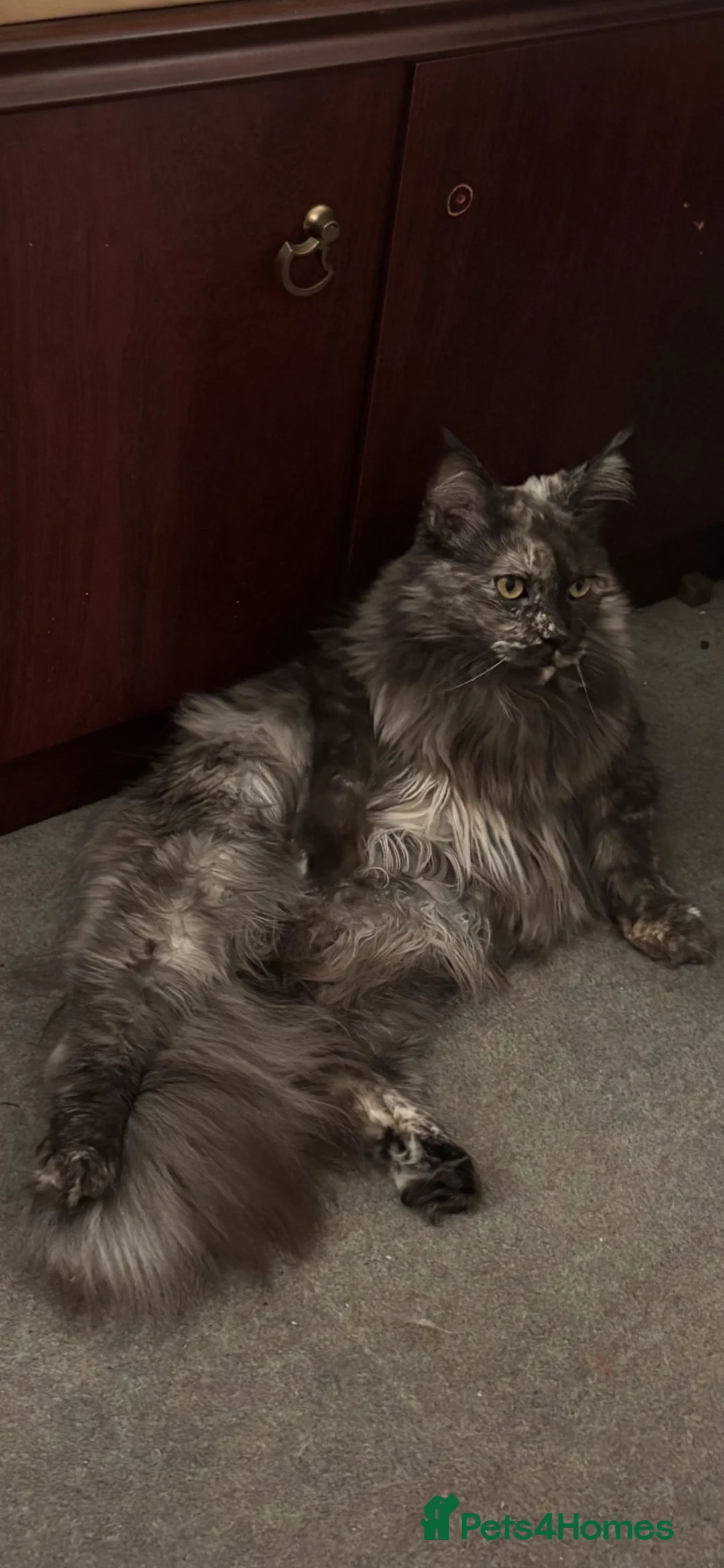 Maine Coon cats for sale: Maine coon for sale  in Wellingborough - Advert 5
