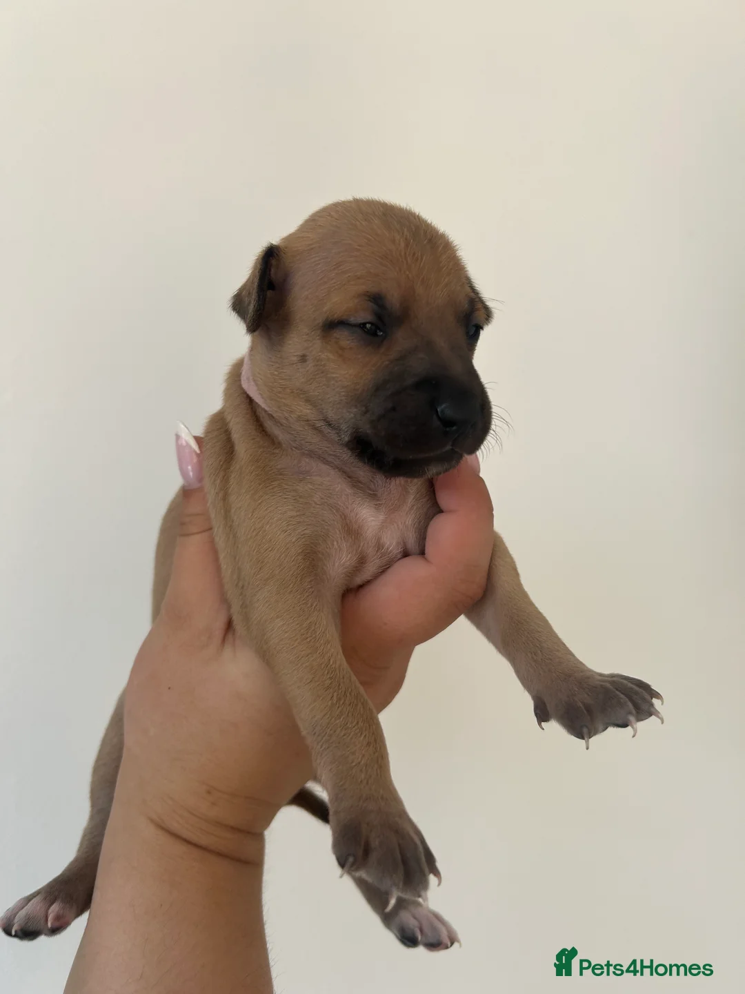Italian Greyhound dogs for sale: Gorgeous Kc reg Italian greyhound  - Advert 2