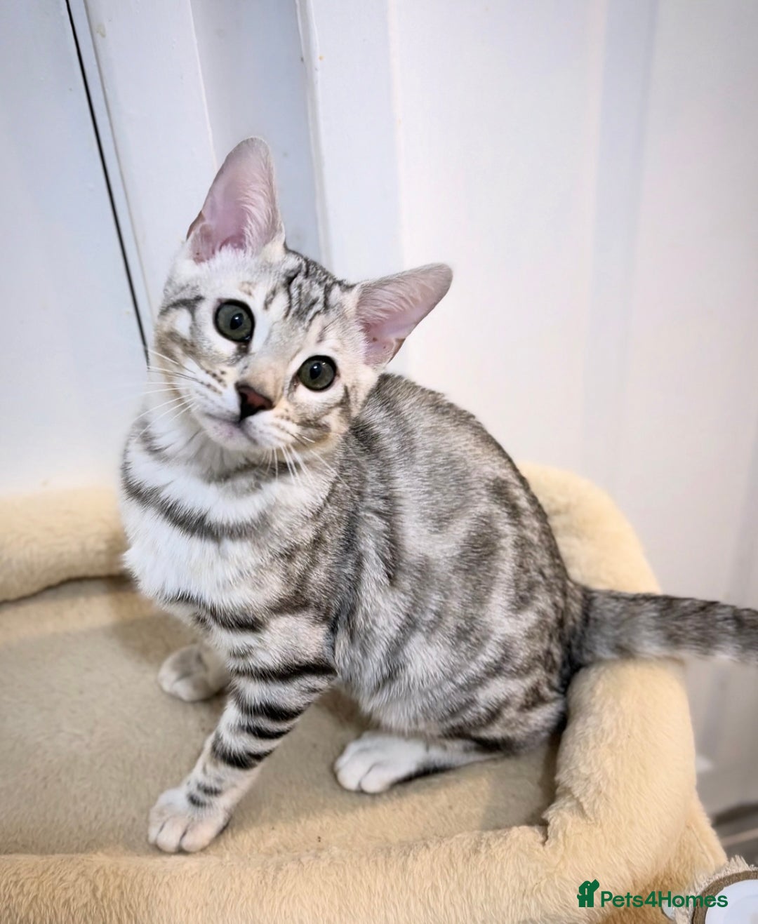 Bengal cats for sale: 🌟pedigree bengal kittens🌟 - Advert 1