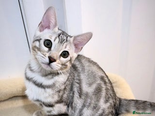 Bengal cats 🌟pedigree bengal kittens🌟 - Advert 2
