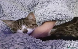 Mixed Breed cats for sale: Tabby Girl *Please Read Description* - Image 3