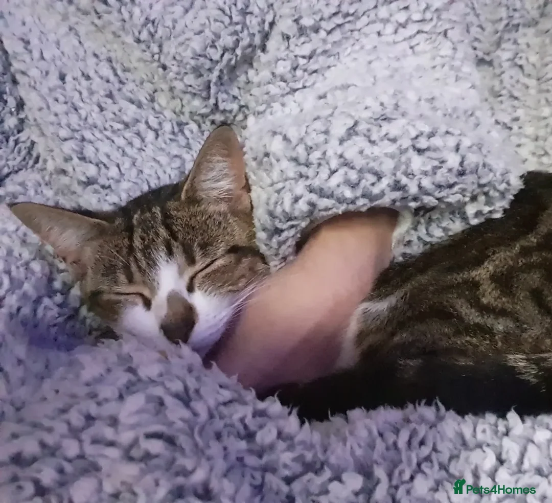 Mixed Breed cats for sale: Tabby Girl *Please Read Description* - Image 3