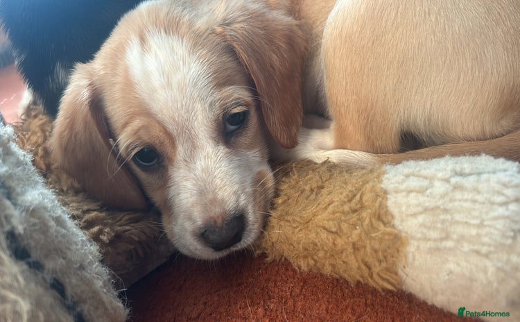 Mixed Breed dogs - Advert 15