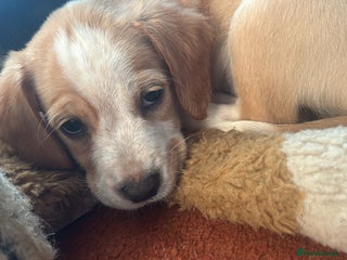 Mixed Breed dogs - Advert 15