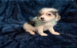 Mixed Breed dogs for sale: 3/4 spaniels 1/4 jack Russel puppy’s 🩷 - Image 4