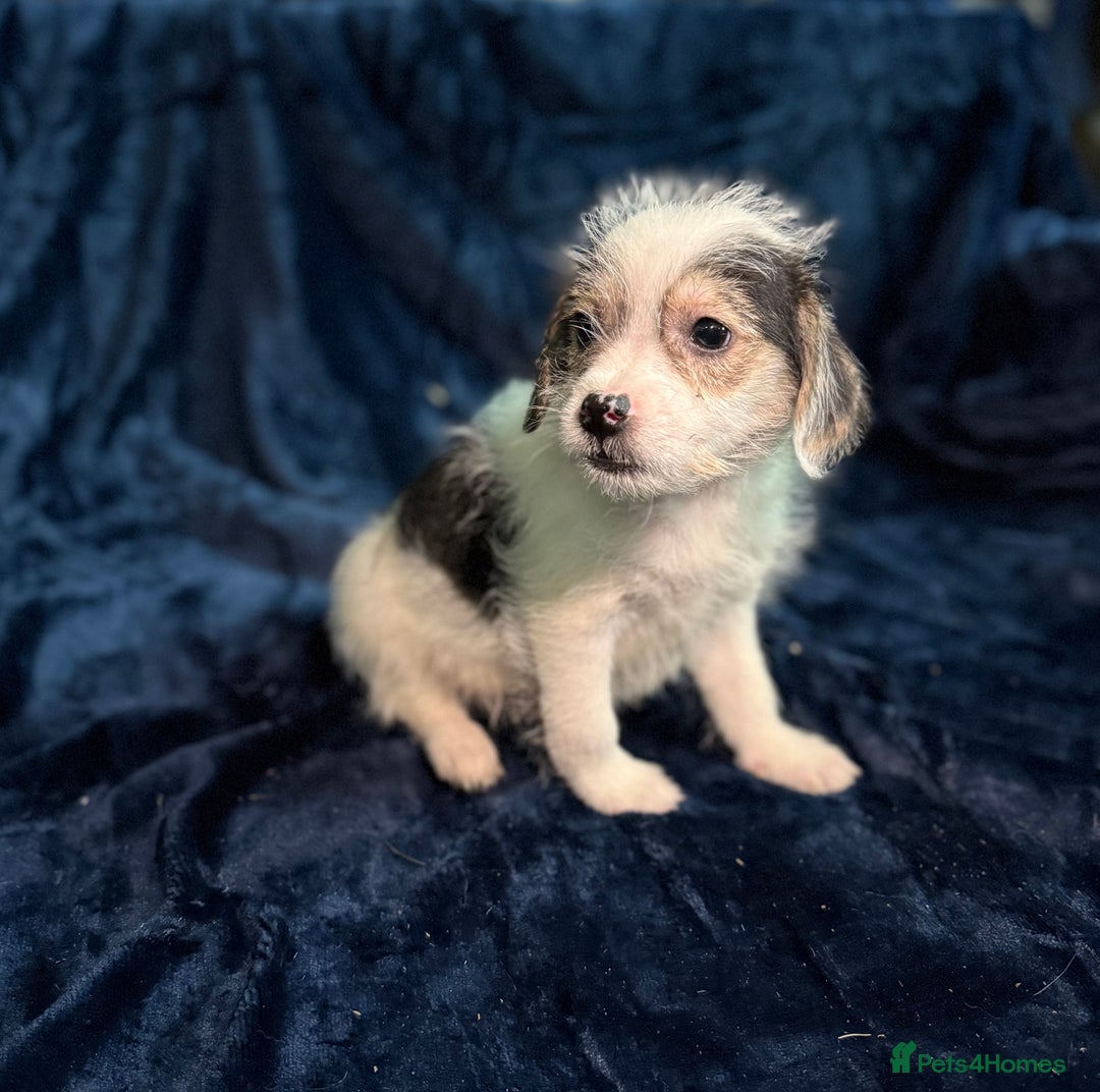Mixed Breed dogs for sale: 3/4 spaniels 1/4 jack Russel puppy’s 🩷 - Image 4