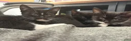 Mixed Breed cats for sale: LAST FEMALE TUXEDO AVAILABLE  - Advert 9