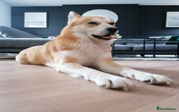 Mixed Breed dogs for sale: Mocha - Image 10