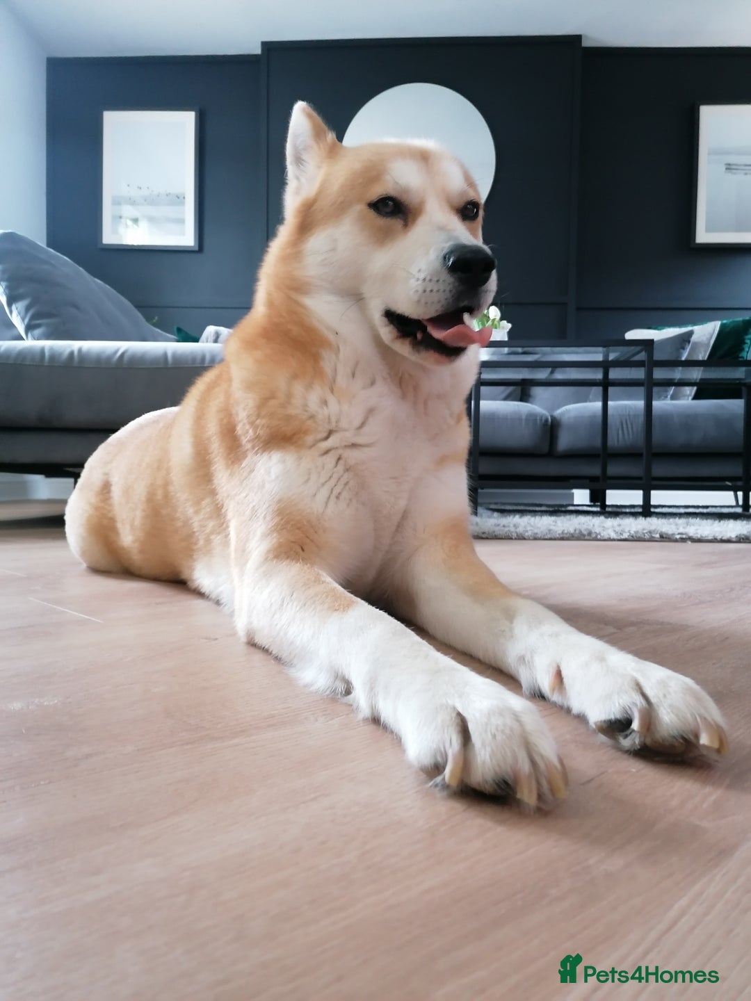 Mixed Breed dogs for sale: Mocha - Image 10