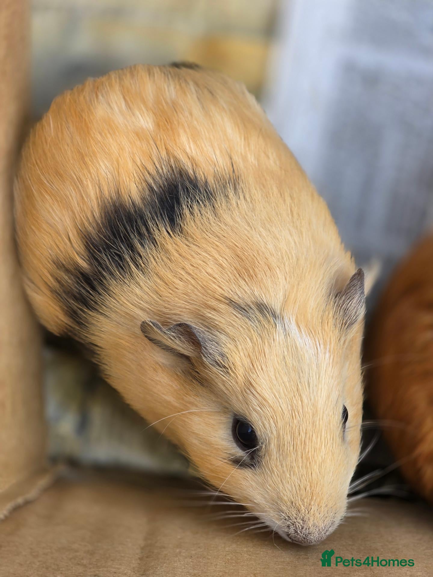 Guinea Pig rodents Male Guinea Pig Babies - Advert 2