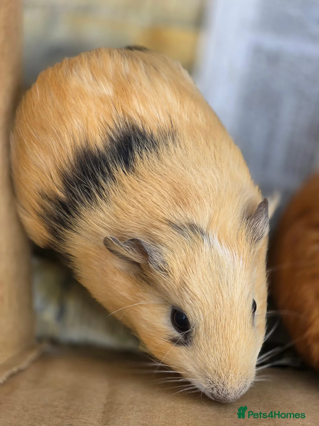 Guinea Pig rodents for sale: Male Guinea Pig Babies - Advert 2