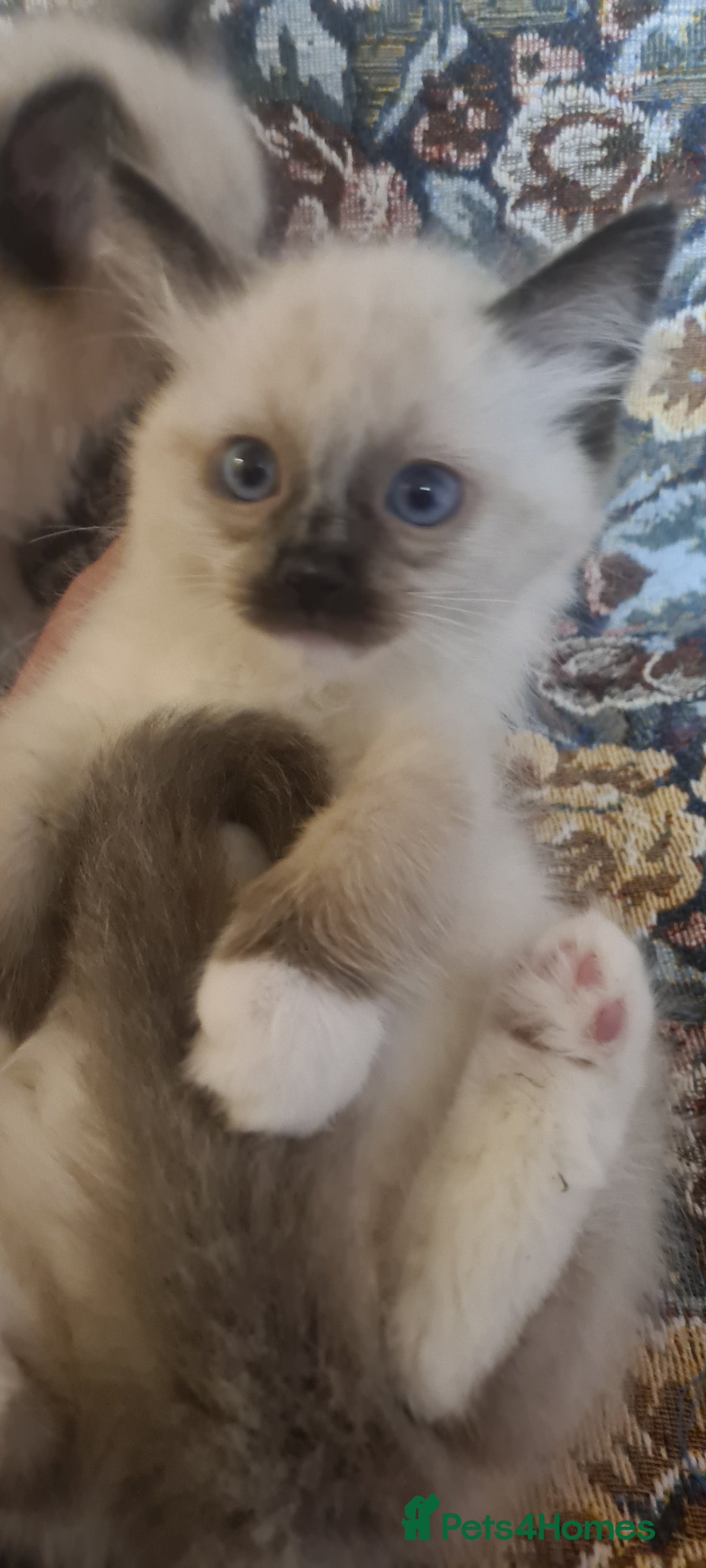 Ragdoll cats for sale: 3 Adorable ragdoll kittens for sale - Advert 6