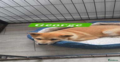 Japanese Shiba Inu dogs in Llanybydder - Advert 5