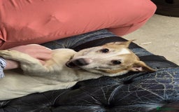 Jack Russell dogs for sale: 8 year old Jack Russell for sale - Image 9