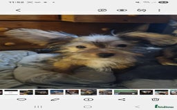 Mixed Breed dogs for sale: Yorkshire terrier cross pomeranian pups - Image 4