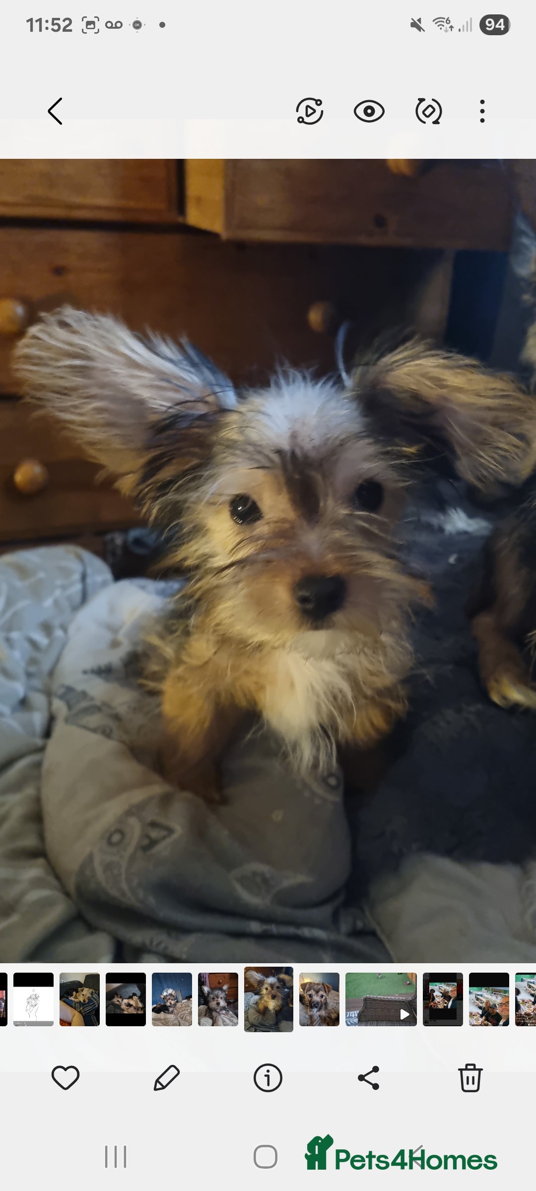 Mixed Breed dogs for sale: Yorkshire terrier cross pomeranian pups - Image 4