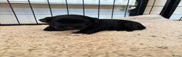 Miniature Schnauzer dogs for sale: BVA and MAC clear Beautiful Miniature schnauzers - Advert 15