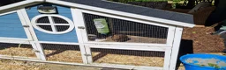 Guinea Pig rodents for sale: Herd of guinea pigs for sale - Advert 4