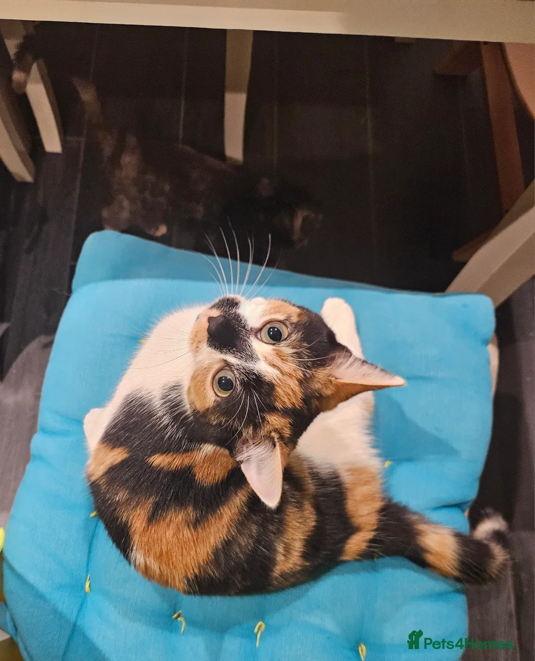 Mixed Breed cats for sale: Lovely kittens,2 sisters! - Advert 5