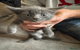 Mixed Breed cats for sale: Kitten  - Image 1